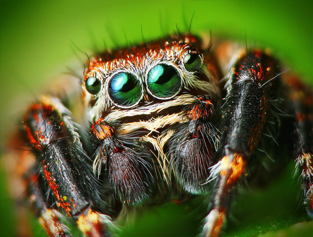 Male_Jumping_spider_Evarcha_arcuata_Lukjonis